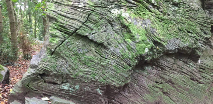 Outcrop of blueschist in the woods below the Marquess of Anglesey's statue in Llanfair PG.